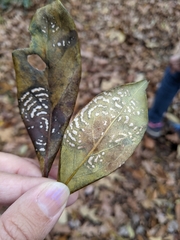 Botryosphaeriales