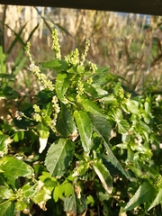 Mercurialis annua