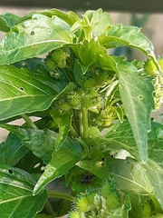 Mercurialis annua