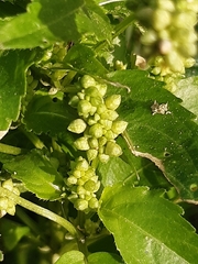 Mercurialis annua