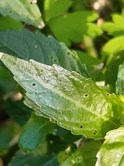 Mercurialis annua
