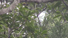 Melanochlora sultanea