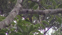 Melanochlora sultanea