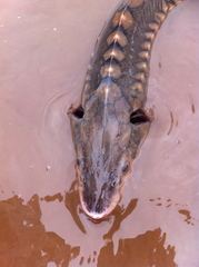 Acipenser brevirostrum