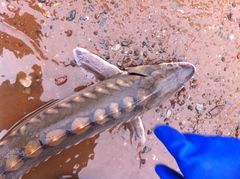 Acipenser brevirostrum