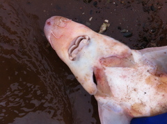 Acipenser brevirostrum