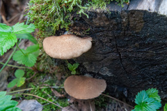 Crepidotus calolepis