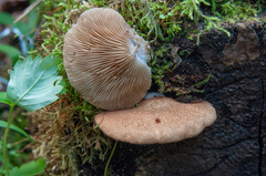 Crepidotus calolepis