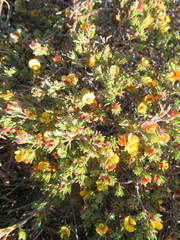 Pultenaea pedunculata