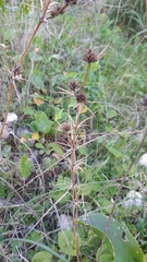 Eryngium tricuspidatum