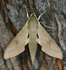 Theretra gnoma