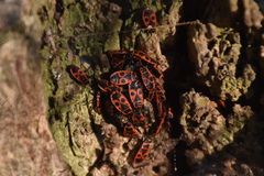Pyrrhocoris apterus