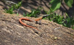 Platysaurus lebomboensis