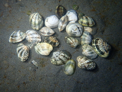 Ruditapes philippinarum