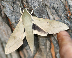 Theretra gnoma