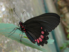 Parides erithalion