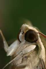 Theretra gnoma