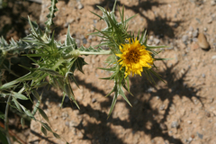 Scolymus maculatus