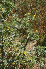 Scolymus maculatus
