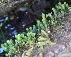 Fissidens taxifolius