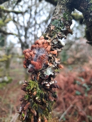 Hypocreopsis rhododendri