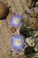 Convolvulus tricolor image