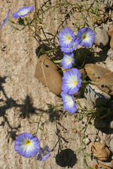 Convolvulus tricolor image