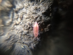 Androniscus dentiger