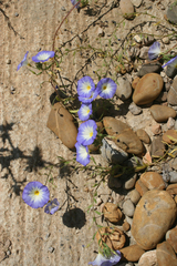 Convolvulus tricolor image