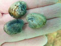 Ruditapes philippinarum