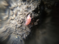 Androniscus dentiger