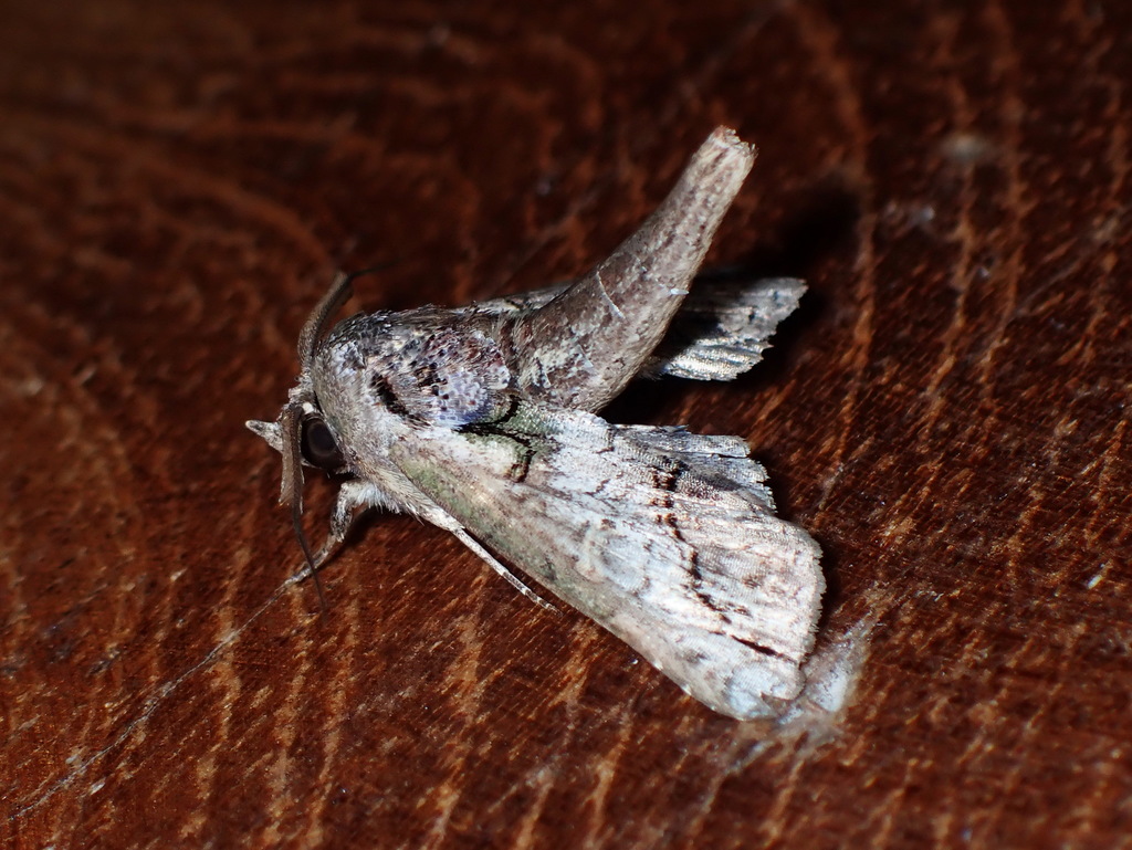 Paectes lunodes