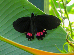Parides erithalion