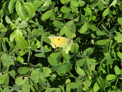 Colias croceus