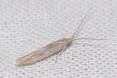 Coleophora texanella