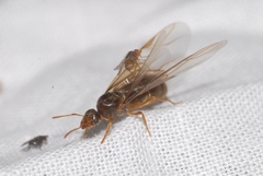 Lasius myops