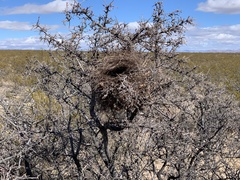 Auriparus flaviceps