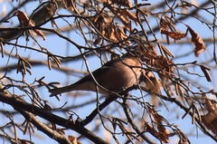 Fringilla coelebs