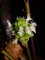 Goeppertia maasiorum