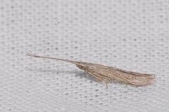 Coleophora texanella