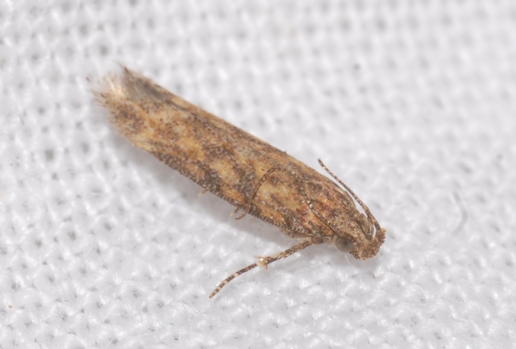 Scrobipalpa brahmiella
