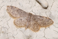 Idaea blaesii