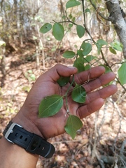 Sarcomphalus amole