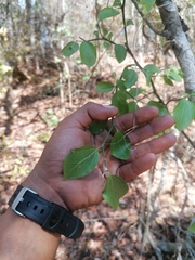 Sarcomphalus amole