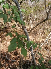 Sarcomphalus amole
