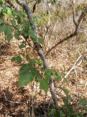 Sarcomphalus amole