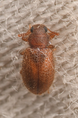 Paratenetus
