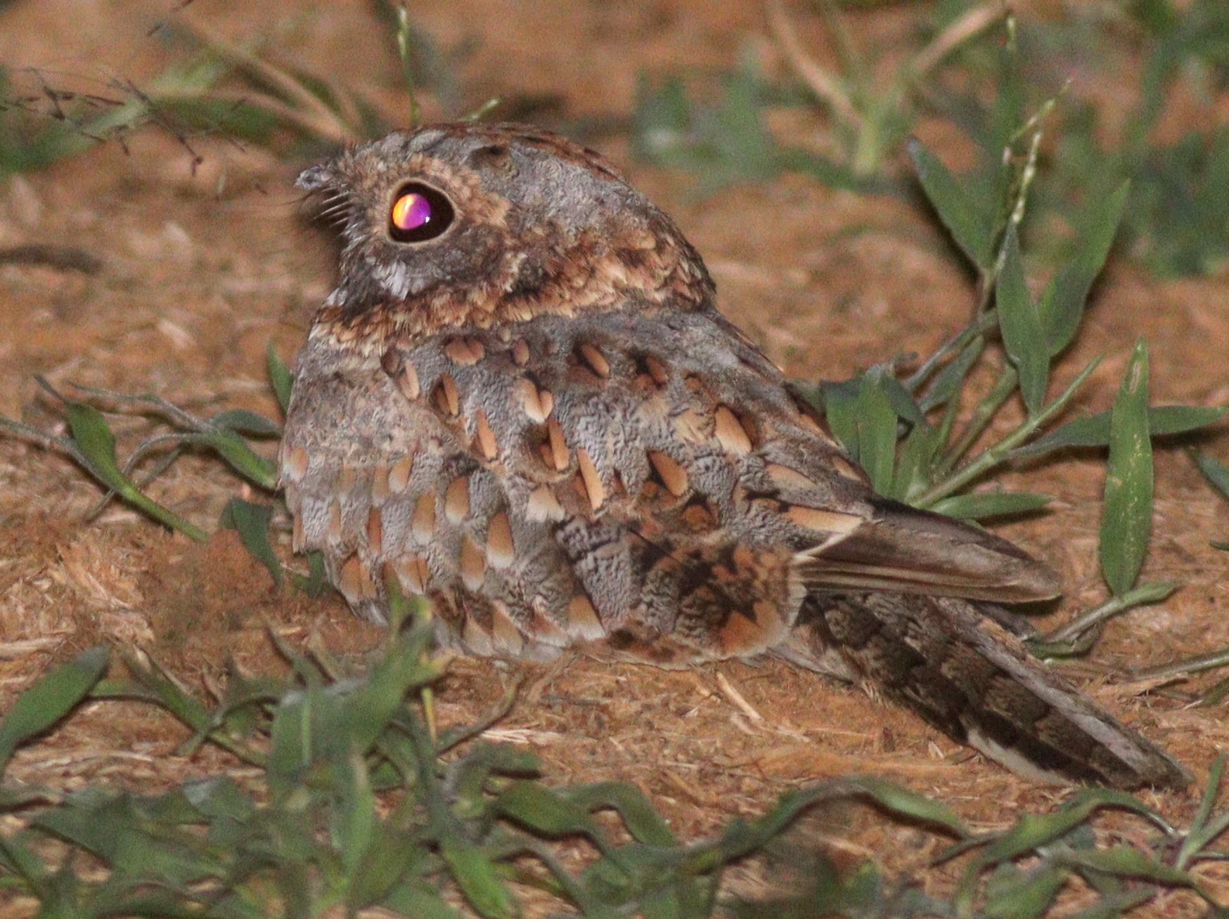 Nubian Nightjar (Caprimulgus nubicus), photo 7