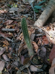 Acanthocereus hesperius