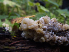 Nodulisporium cecidiogenes